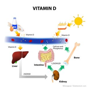 vitamine d 1 1