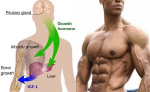 what-does-growth-hormone-do