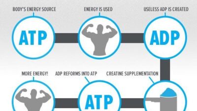 يعمل الكرياتين على تحويل adp إلى atp