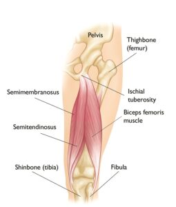 عضلات أوتار الركبة أو العضلات المأبضية Hamstrings