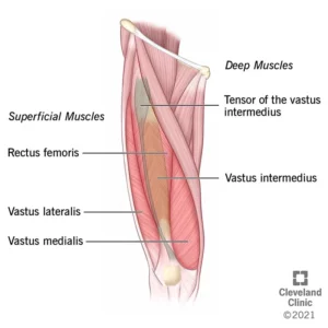 الكوادرسيبس أو عضلات الفخذ الرباعية Quadriceps