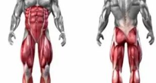 تشريح العضلات المستهدفة في تمرين السكوات