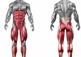 تشريح العضلات المستهدفة في تمرين السكوات