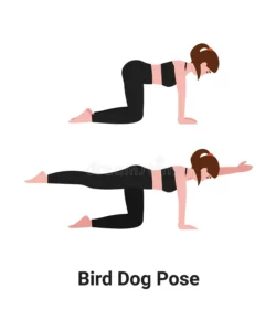 تمارين ظهر للنساء تمرين bird dog