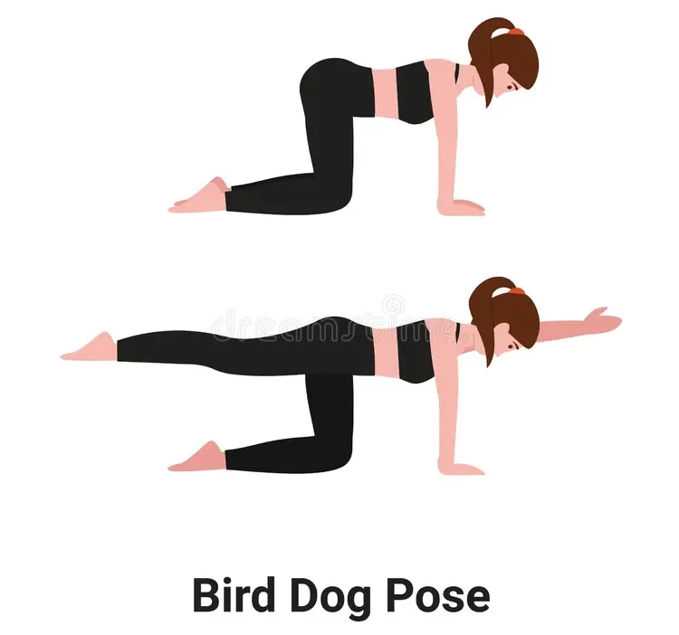 تمارين ظهر للنساء تمرين bird dog